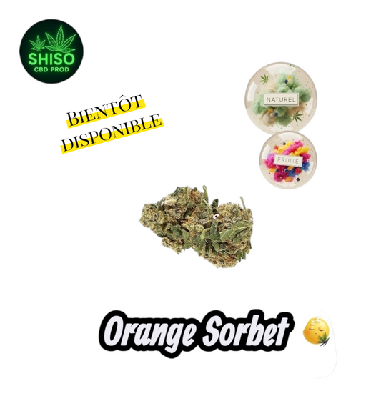Orange Sorbet CBD