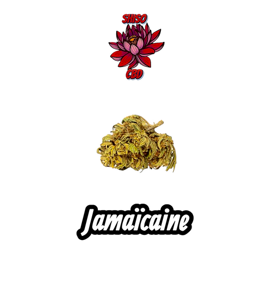 Jamaïcaine CBD